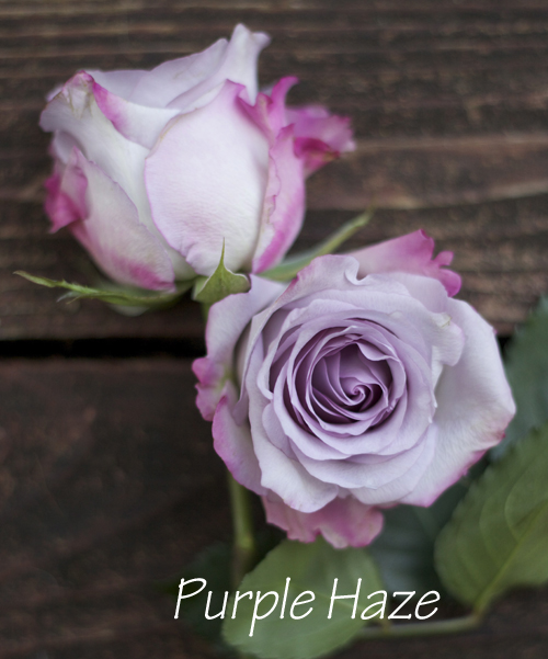 lavender rose