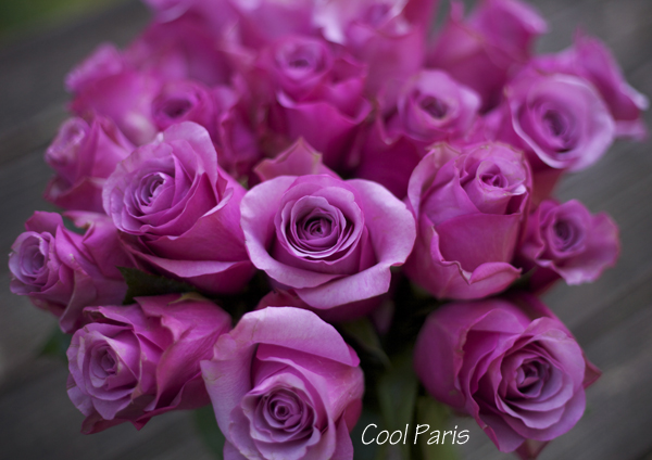 Cool Paris Rose