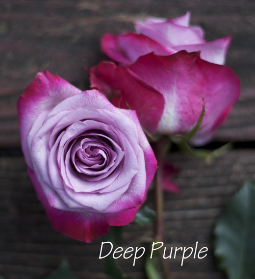 Deep purple rose