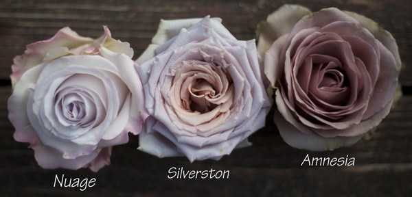 antique lavender roses