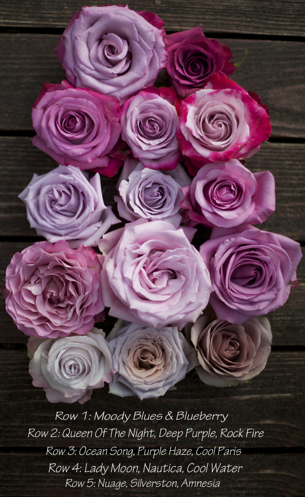 purple roses