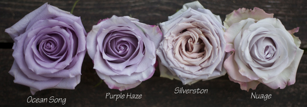 lavender roses