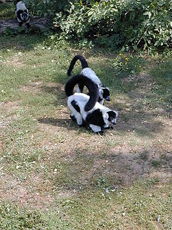  Maki vari noir et blanc (Varecia variegata variegata)