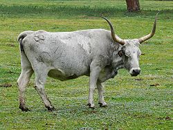 Vache maremmana