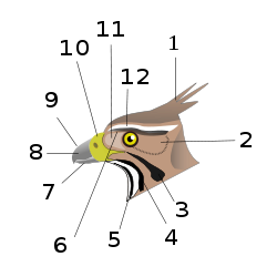 EagleHead.svg