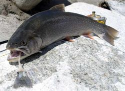  Salvelinus alpinus alpinus