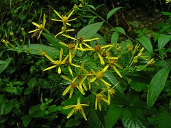  Senecio ovatus