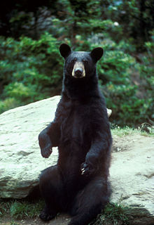 Black bear large.jpg