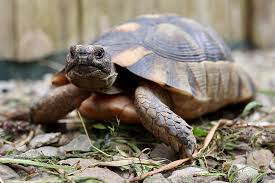 Tortoise