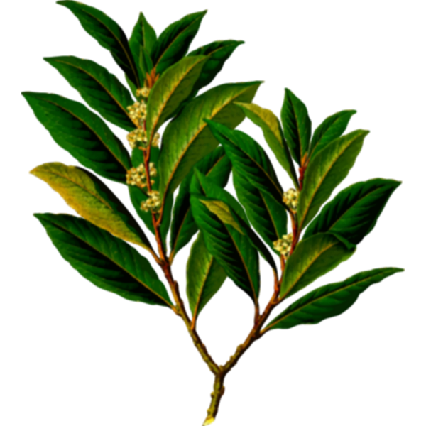 Bay laurel