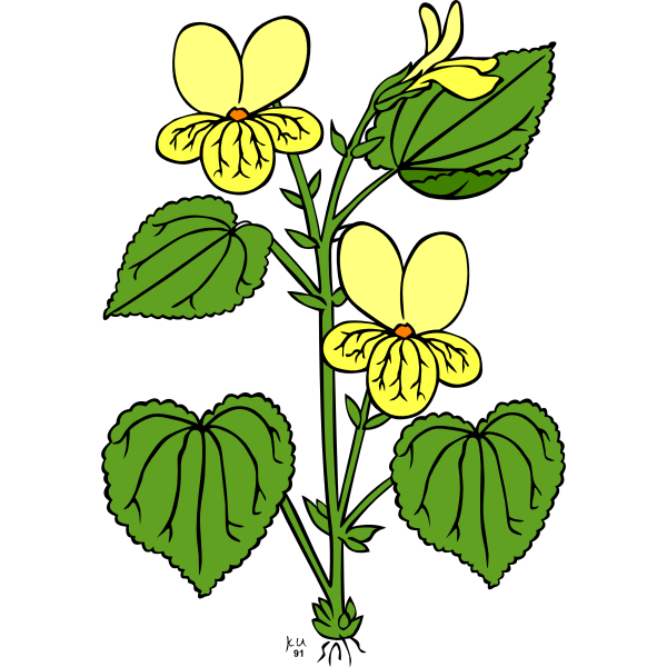 Vector illustration of viola glabella flower