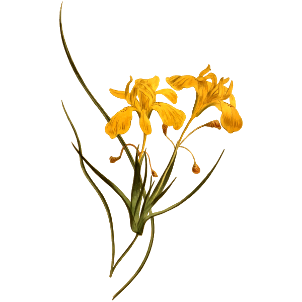 LongFloweredMoraea