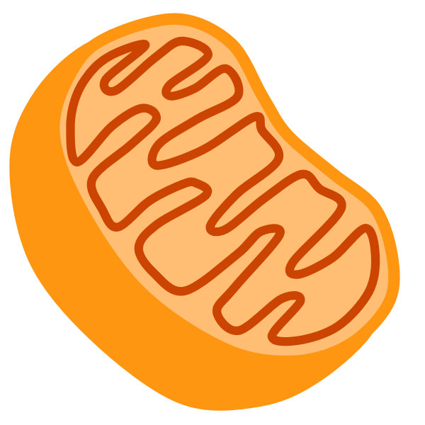 Mitochondria