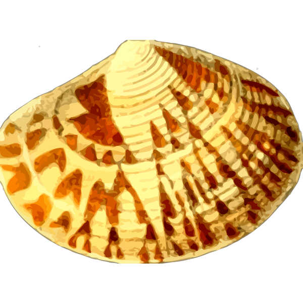 Yellowish sea shell