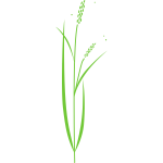 Vector clip art of simple rice plant