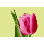 Tulip