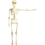 Skeleton