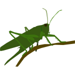 Grasshopper