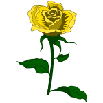 Rose 27 (colour 2)