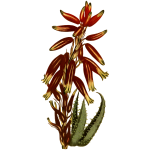 Narrow-leaved stemless aloe