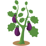 Eggplant (#4)