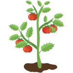 Tomato Plant