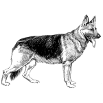 German Shepherd Sketch