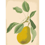 Pear and Leaves