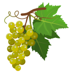 Grapes 010220193