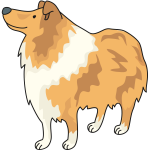 Collie