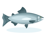 Salmon fish clip art