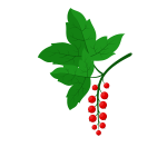 Redcurrant branch