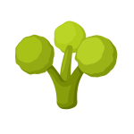 Broccoli plant