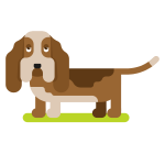 Basset hound dog