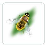 bee