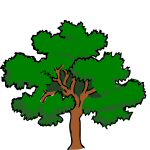 Vector clip art of oaktree with wide treetop,