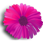 flower pink