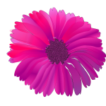 flower pink