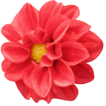 Dahlia flower vector