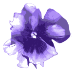 Pansy vector image