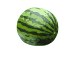 Watermelon vector illustration