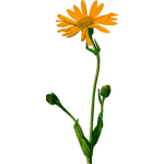 Marigold plant