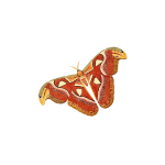 Atlas moth