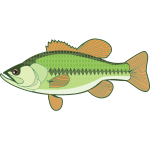 Bass Illustration