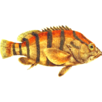 Black-banded seaperch