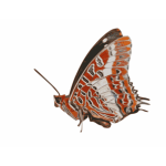 Charaxes brutus butterfly vector graphics