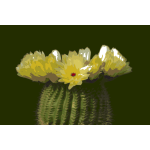 Cactus flower 02