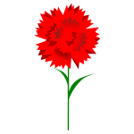 Carnation