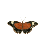 Cethosia cydippe