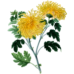 Chrysanthemum2